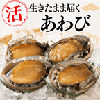 【BBQセット/貝づくし】ハマグリ/サザエ/あわび