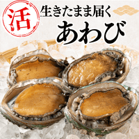 【BBQセット/貝づくし】ハマグリ/サザエ/あわび