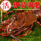 活き 伊勢海老
