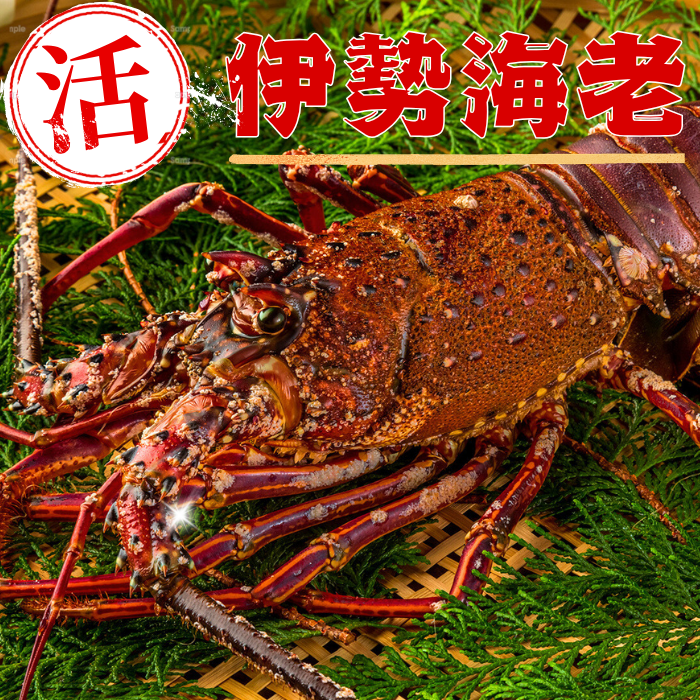 活き 伊勢海老
