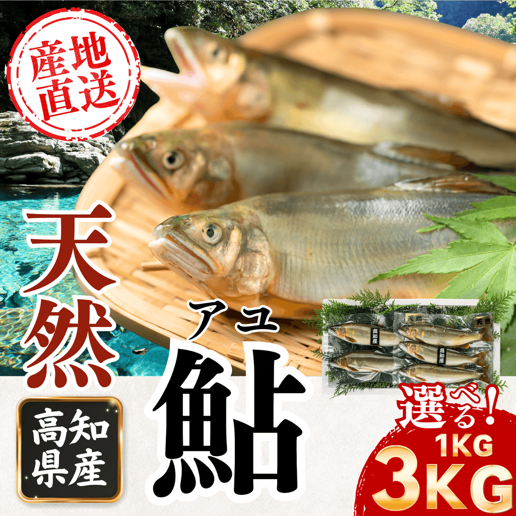高知県産 天然アユ 産地直送 1kg〜3kg サイズが選べる