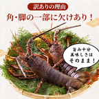 訳あり 冷凍 伊勢海老 ＜匹数：1~3尾　量：300g〜2100g　目安：1~4.5人前＞