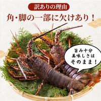 訳あり 冷凍 伊勢海老 ＜匹数：1~3尾　量：300g〜2100g　目安：1~4.5人前＞