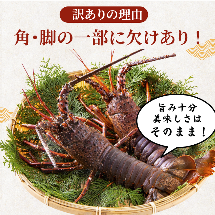 訳あり 冷凍 伊勢海老 ＜匹数：1~3尾　量：300g〜2100g　目安：1~4.5人前＞