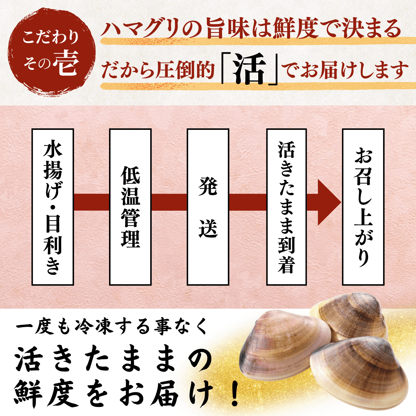 【活き】ハマグリ　＜1枚：40g程＞