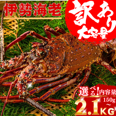 訳あり 冷凍 伊勢海老 ＜匹数：1~3尾　量：300g〜2100g　目安：1~4.5人前＞