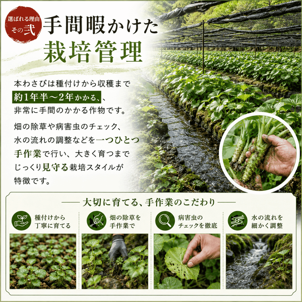 国産 本わさび ＜本数：1~3本　量：40~120g＞