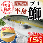 【Ikejime】Yellowtail fillet (half-side, weight: 1.2-1.5kg)