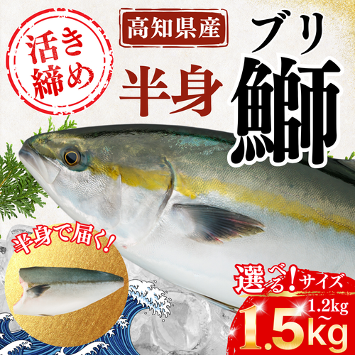 【活〆】ブリフィーレ ＜片身　量：1.2～1.5kg＞