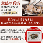 【BBQセット/貝づくし】ハマグリ/サザエ/あわび