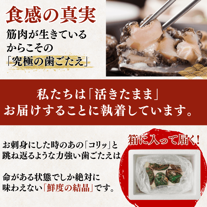 【BBQセット/貝づくし】ハマグリ/サザエ/あわび