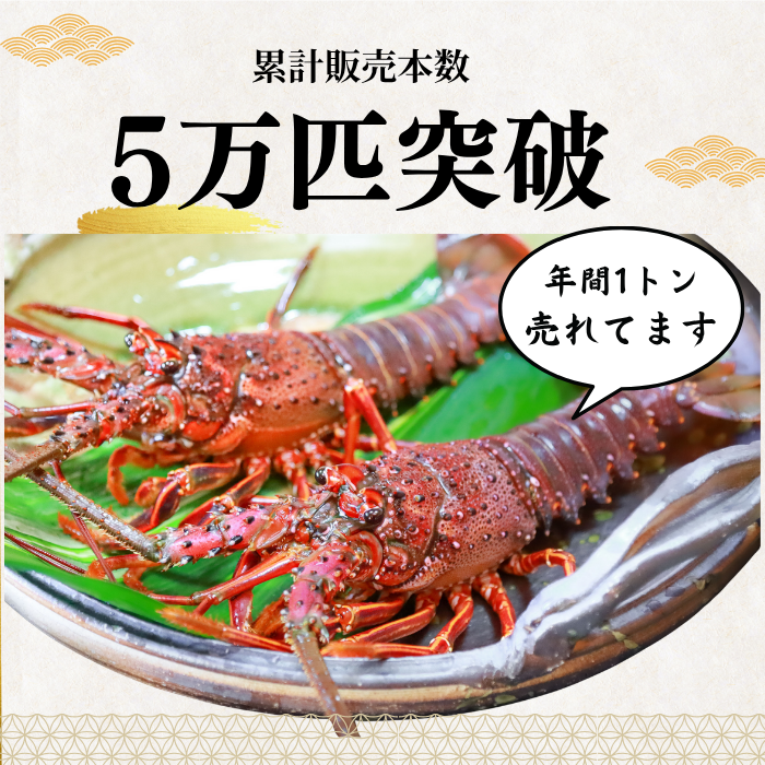 活き 伊勢海老 ＜匹数：1~3尾　量：150〜2100g　目安：1~4.5人前＞