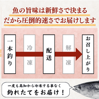 【お刺身セット5種】生カツオのタタキ(1節 or 半節)+ビンチョウマグロ/ブリ/タイ/シマアジ(各柵150g)
