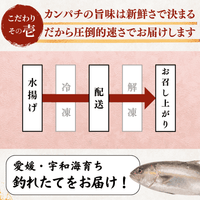 Greater Amberjack Sashimi Block: 300g