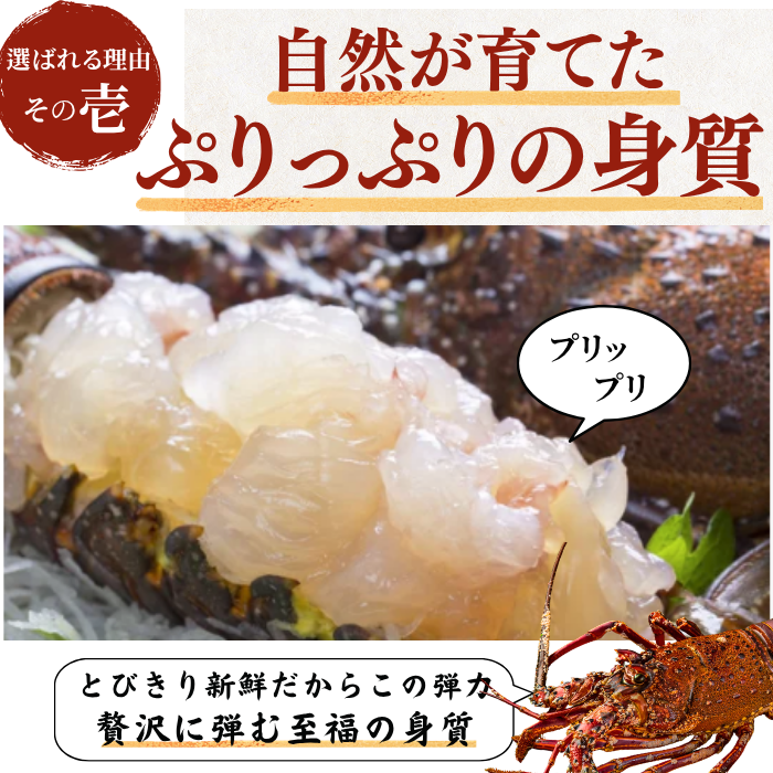 伊勢海老 ぷりっぷりの身質 刺身