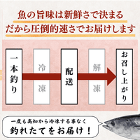 Striped Jack Sashimi ＜1 block, Net Wt. 150g＞