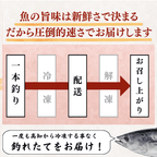 【お刺身セット6種】生カツオのタタキ(1節 or 半節)+ビンチョウマグロ/ブリ/タイ/シマアジ/ヒラメ(各柵150g)