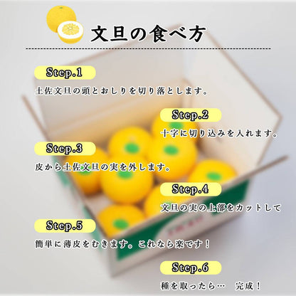 土佐文旦 ＜サイズ：3L 量：10kg＞ 【土佐黒潮水産】公式オンラインショップ 黒潮水産