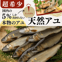 天然アユ 国内で5%しか出回らない希少な天然物