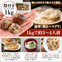 【活き】ハマグリ　＜1枚：40g程＞