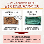 伊勢海老 活きたまま届ける梱包の工夫 おがくずと防水シート