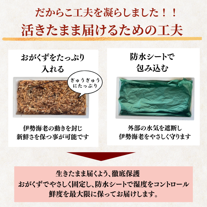 伊勢海老 活きたまま届ける梱包の工夫 おがくずと防水シート