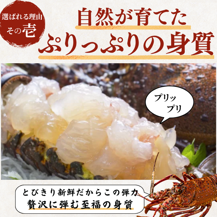 活き 伊勢海老 ＜匹数：1~3尾　量：150〜2100g　目安：1~4.5人前＞