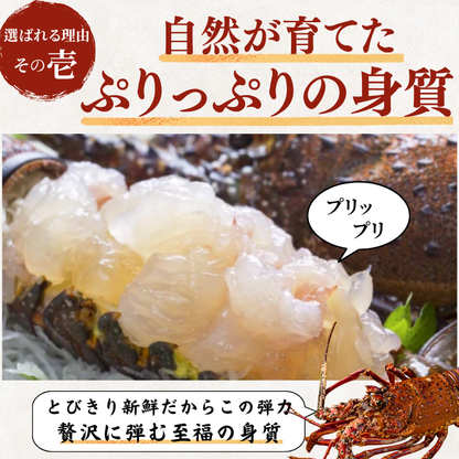 活き 伊勢海老 ＜匹数：1~3尾　量：150〜2100g　目安：1~4.5人前＞