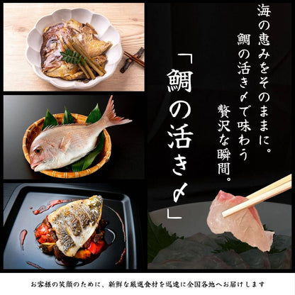 鯛の活き〆 <1kg> 【土佐黒潮水産】公式オンラインショップ 黒潮水産