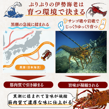 活き 伊勢海老 ＜匹数：1~3尾　量：150〜2100g　目安：1~4.5人前＞