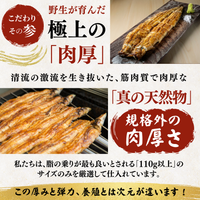 天然うなぎ 白焼き ＜匹数：1~3尾　量：110~480g＞