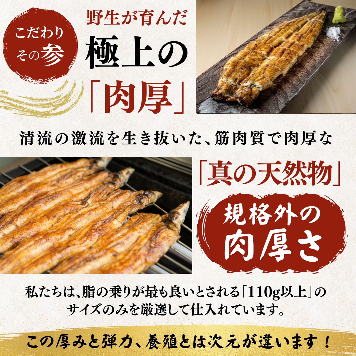 天然うなぎ 白焼き ＜匹数：1~3尾　量：110~480g＞