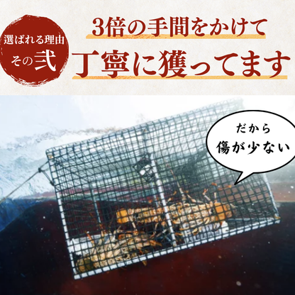 活き 伊勢海老 ＜匹数：1~3尾　量：150〜2100g　目安：1~4.5人前＞