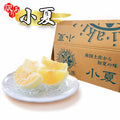 訳あり 小夏 南国土佐から初夏の味 箱と果実