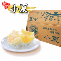 訳あり 小夏 南国土佐から初夏の味 箱と果実