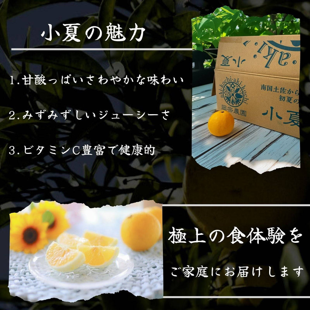 小夏の魅力 甘酸っぱさわやかな味わい みずみずしいジューシーさ ビタミンC