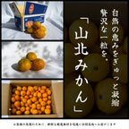 山北みかん 自然の恵みをぎゅっと凝縮した一粒 箱詰め