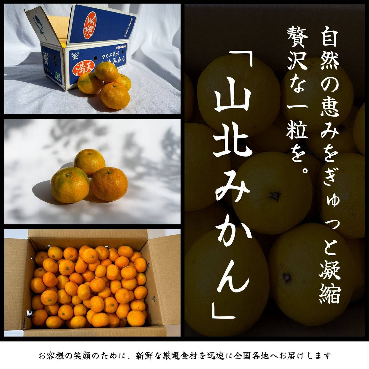 山北みかん 自然の恵みをぎゅっと凝縮した一粒 箱詰め
