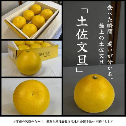 厳選土佐文旦【化粧箱入】 ＜サイズ：小(3㎏)or 大(5㎏)＞
