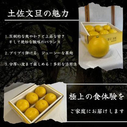厳選土佐文旦【化粧箱入】 ＜サイズ：小(3㎏)or 大(5㎏)＞