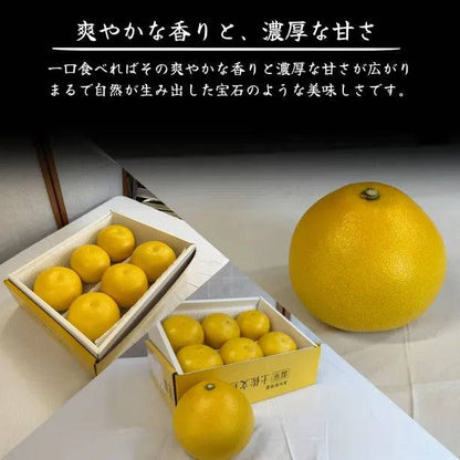 厳選土佐文旦【化粧箱入】 ＜サイズ：小(3㎏)or 大(5㎏)＞