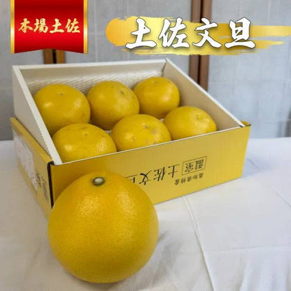 厳選土佐文旦【化粧箱入】 ＜サイズ：小(3㎏)or 大(5㎏)＞